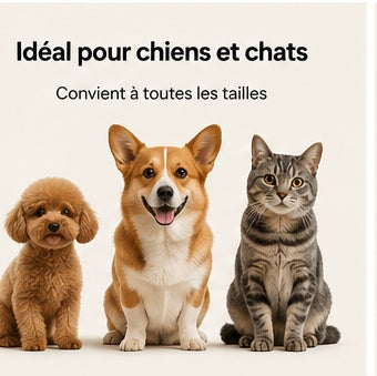PatteApouf - Distributeur de croquettes et d'eau pour chien et chat
